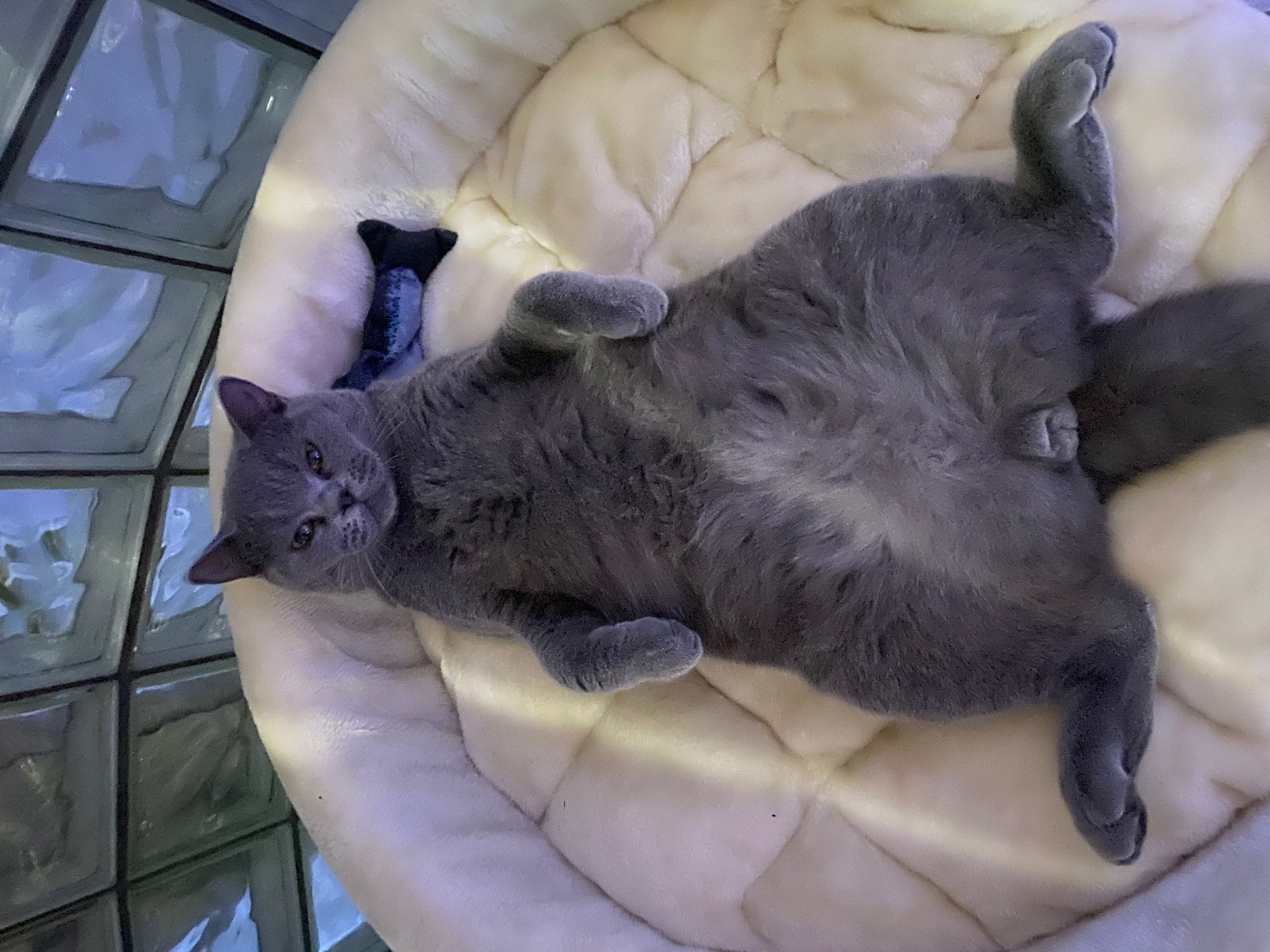 Koko