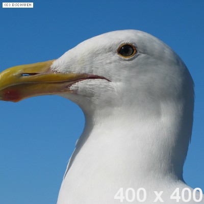 galeb