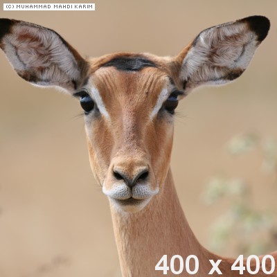 impala