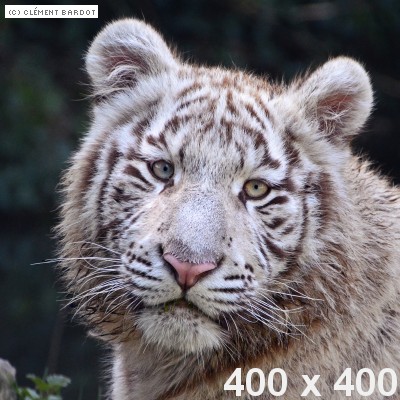 tigar